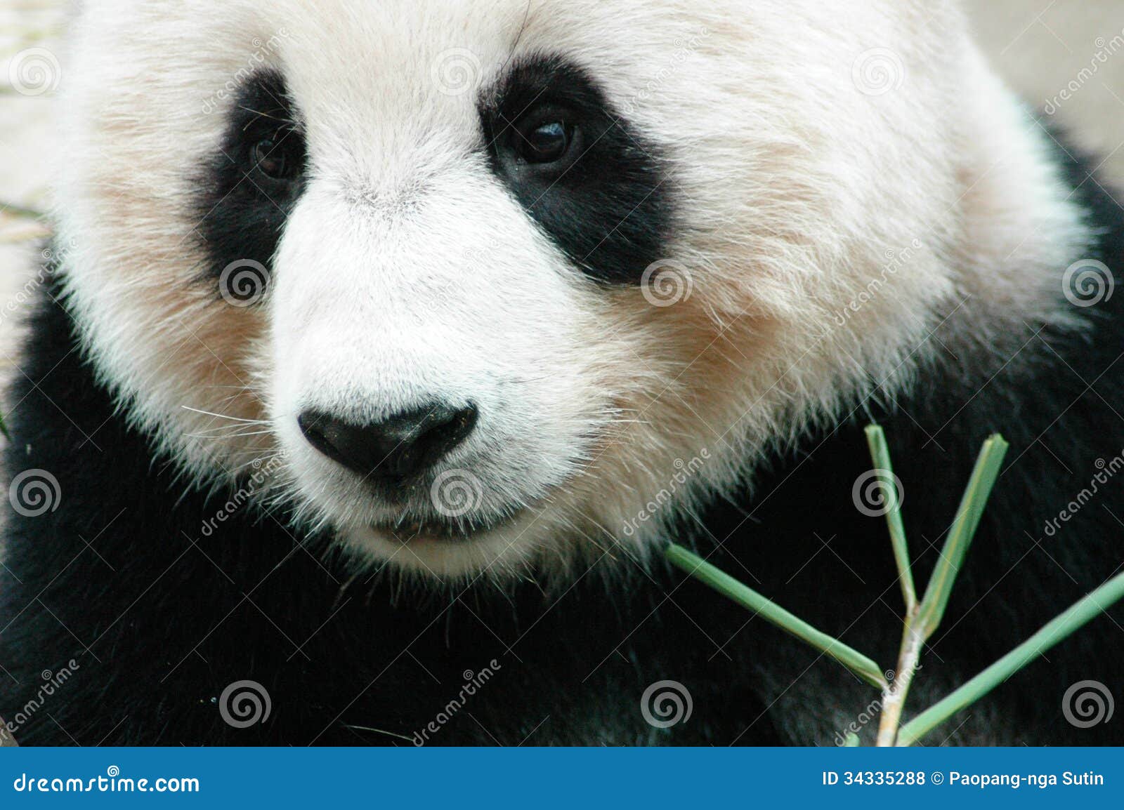 Panda stock photo. Image of bamboo, black, chinese, endangered - 34335288