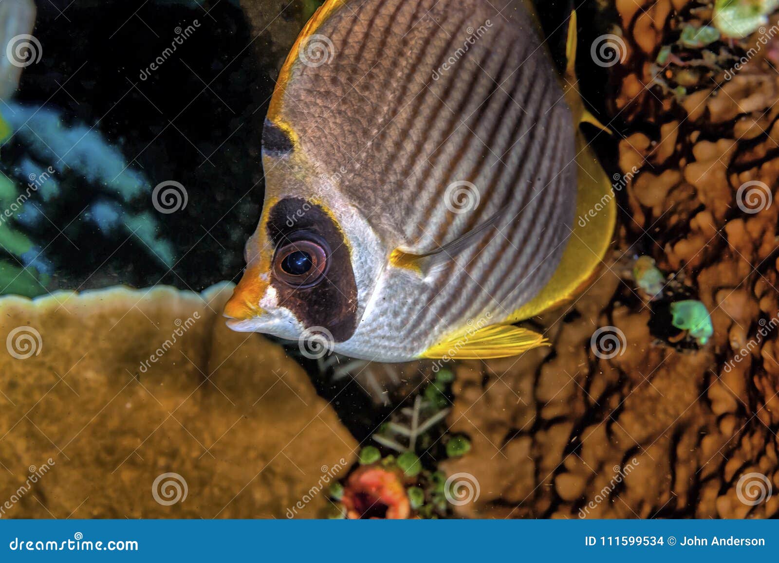 panda butterflyfish,chaetodon adiergastos