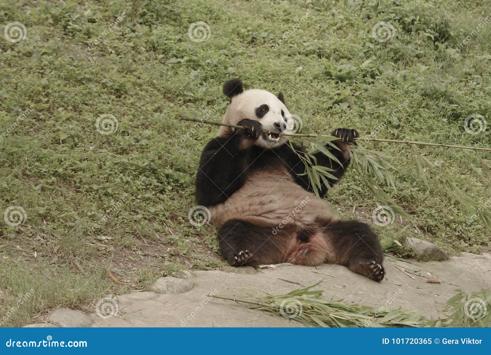 panda conservation area, chengdu