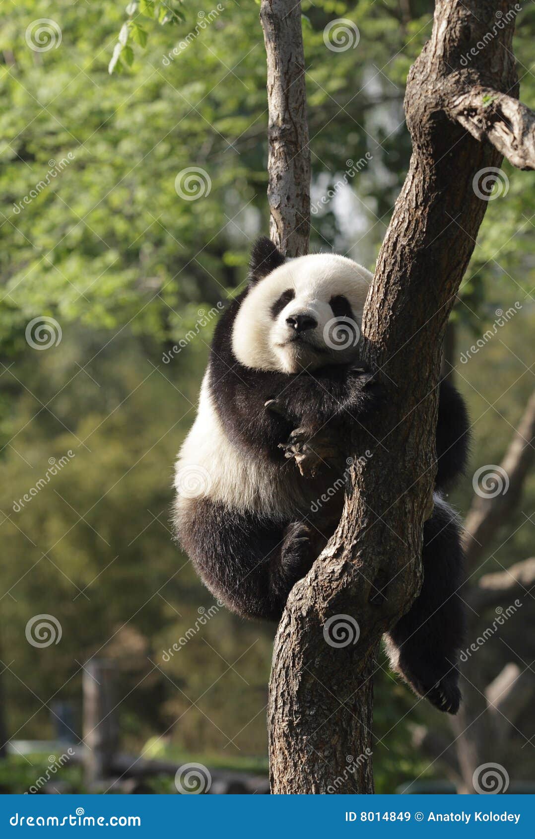 panda cub sleeping on a tree.version ii