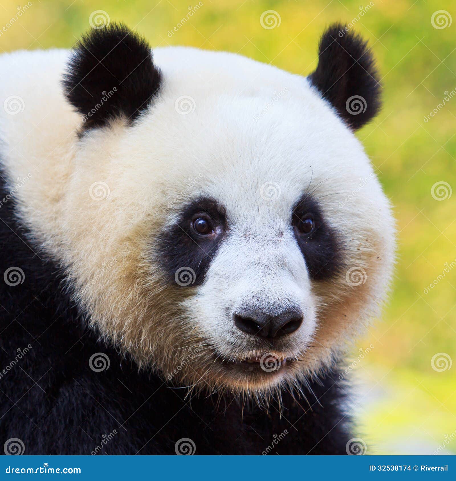 43+ Thousand Cute Panda Face Royalty-Free Images, Stock Photos & Pictures