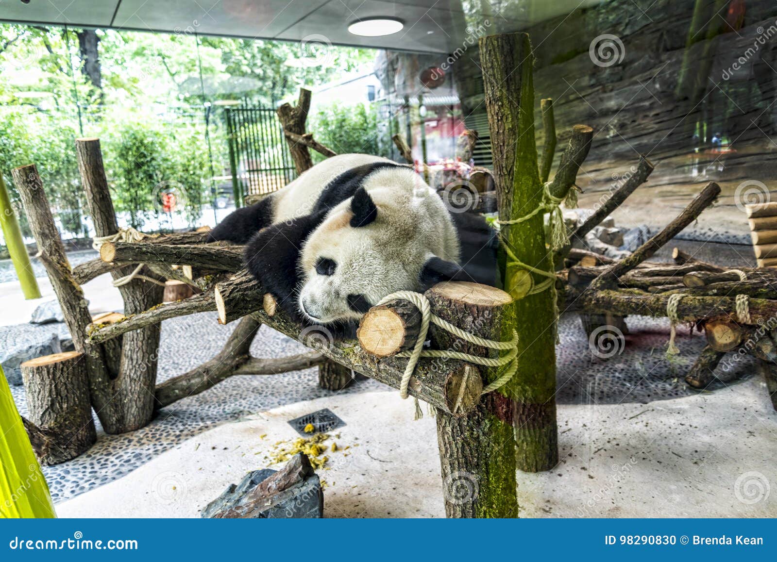 Panda in in Duitsland Redactionele Afbeelding Image tuin, cruises: 98290830