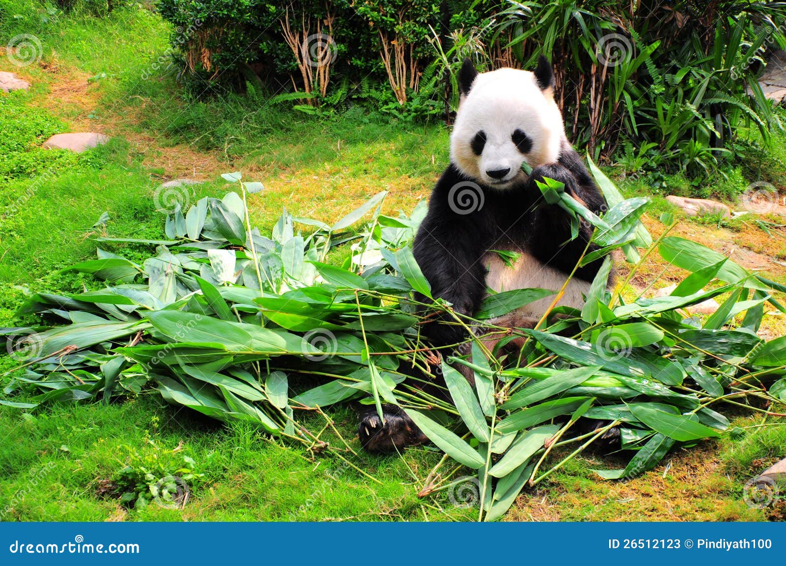panda eating bamboo leaves
