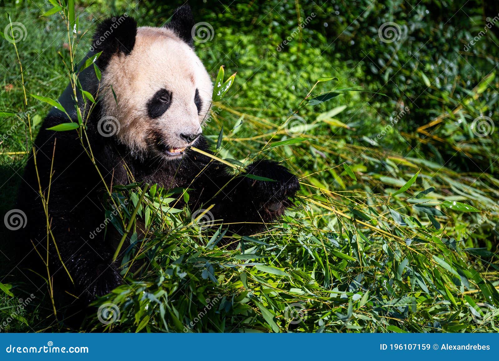 Panda Eats Bamboo in the Forest Stock Image Image of cartoon, green