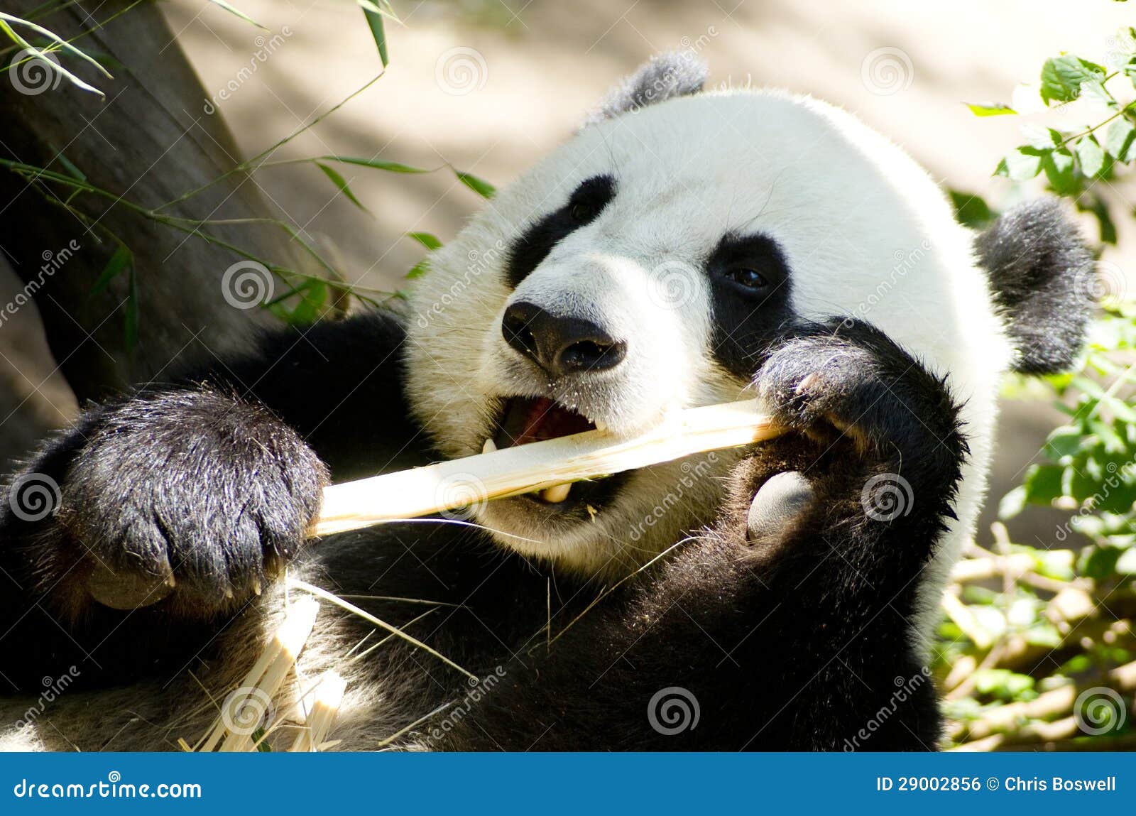 Panda Eats Regular Diet of Bamboo Shoots Stock Photo Image of black