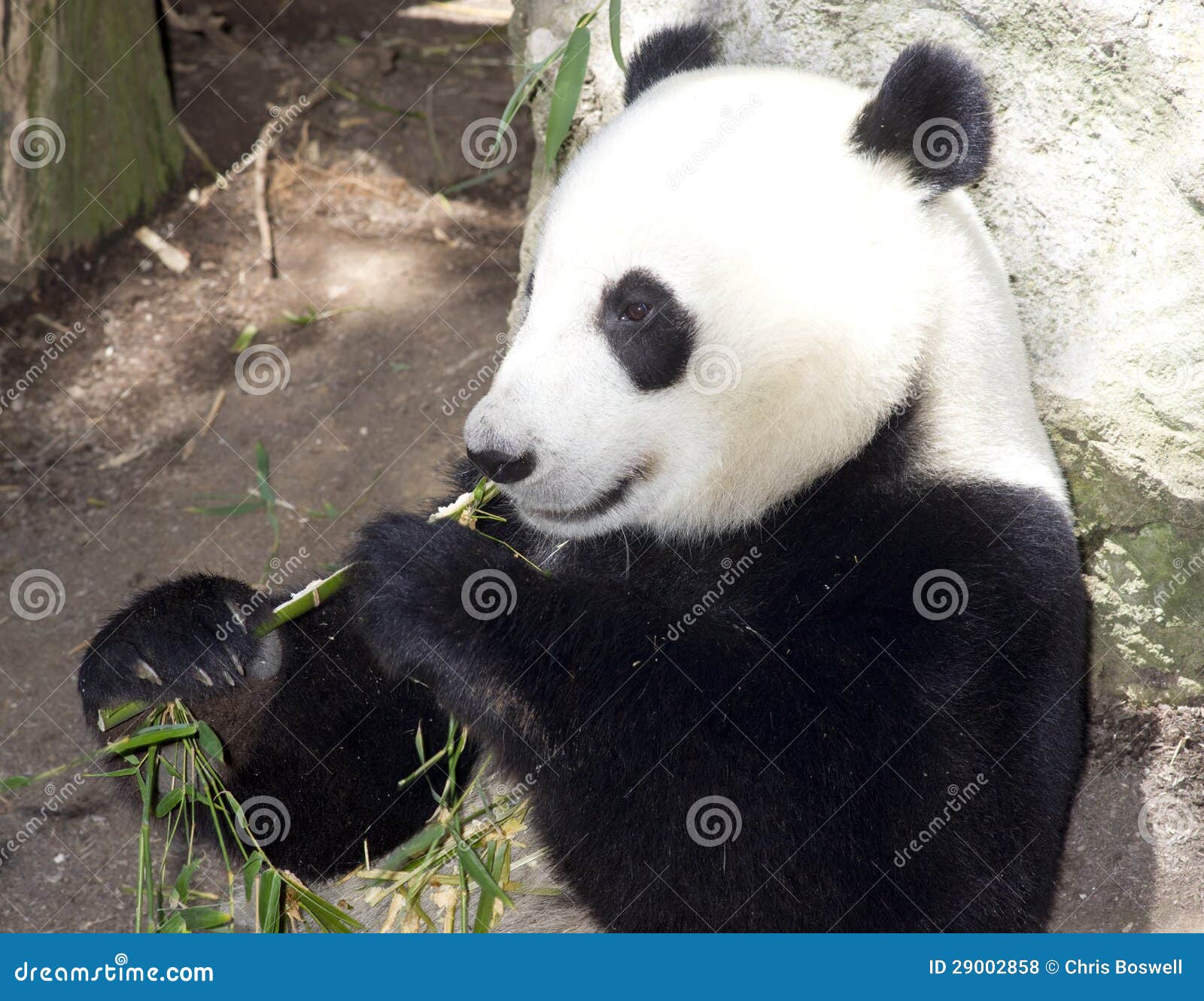 Panda Eats Regular Diet of Bamboo Shoots Stock Photo Image of