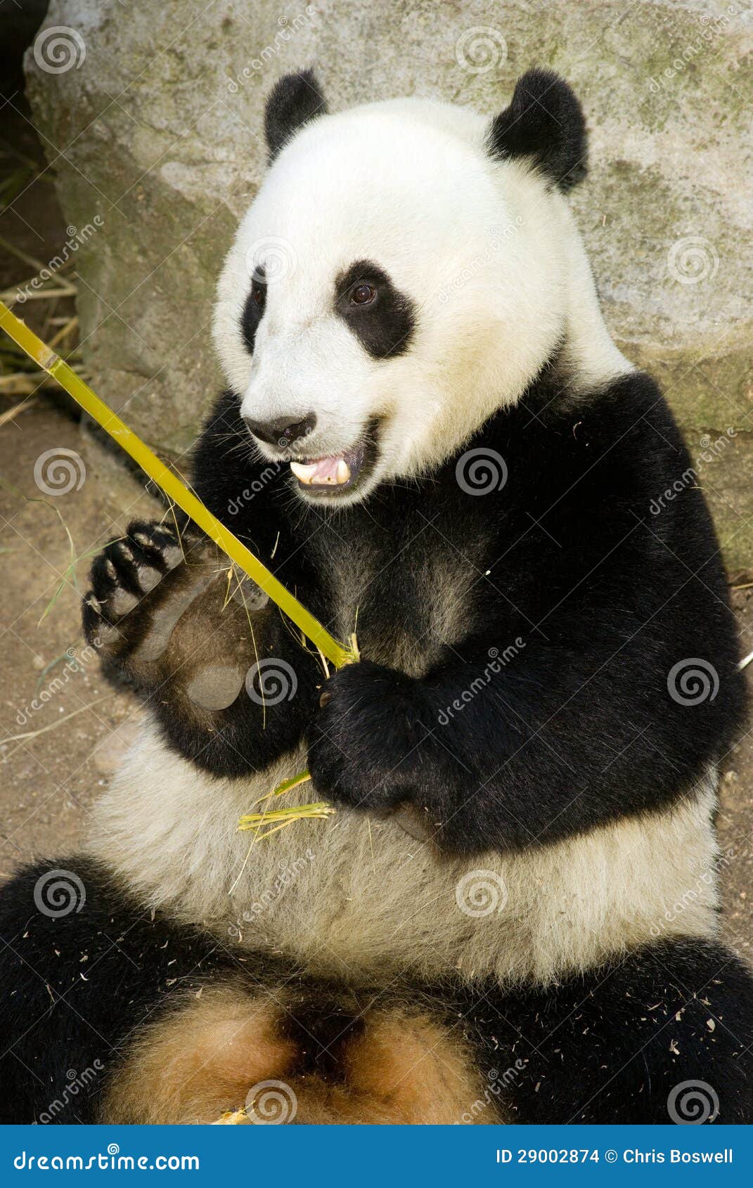 Panda Eats Regular Diet of Bamboo Shoots Stock Photo Image of east
