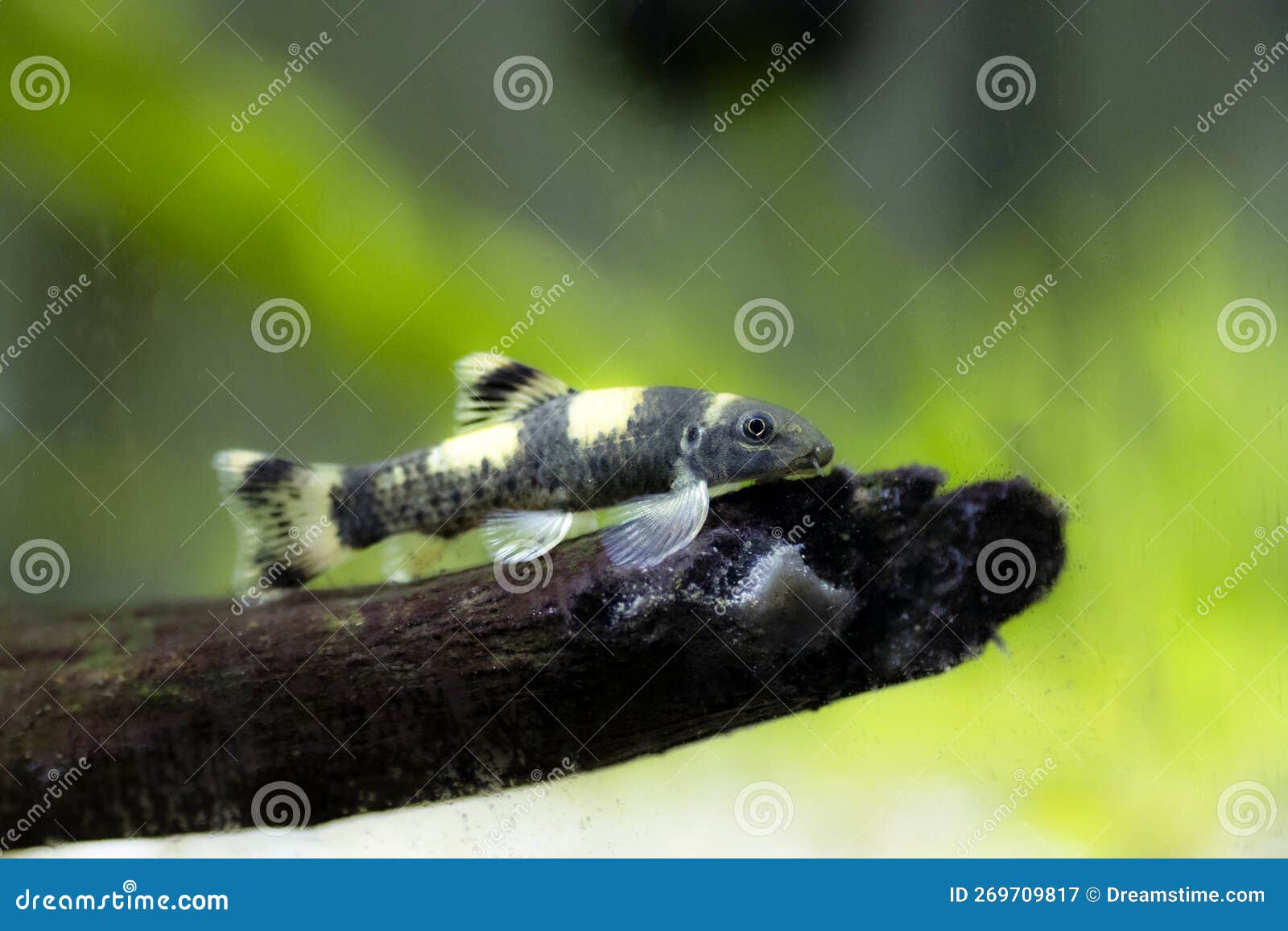 panda garra freshwater fish - garra flavatra