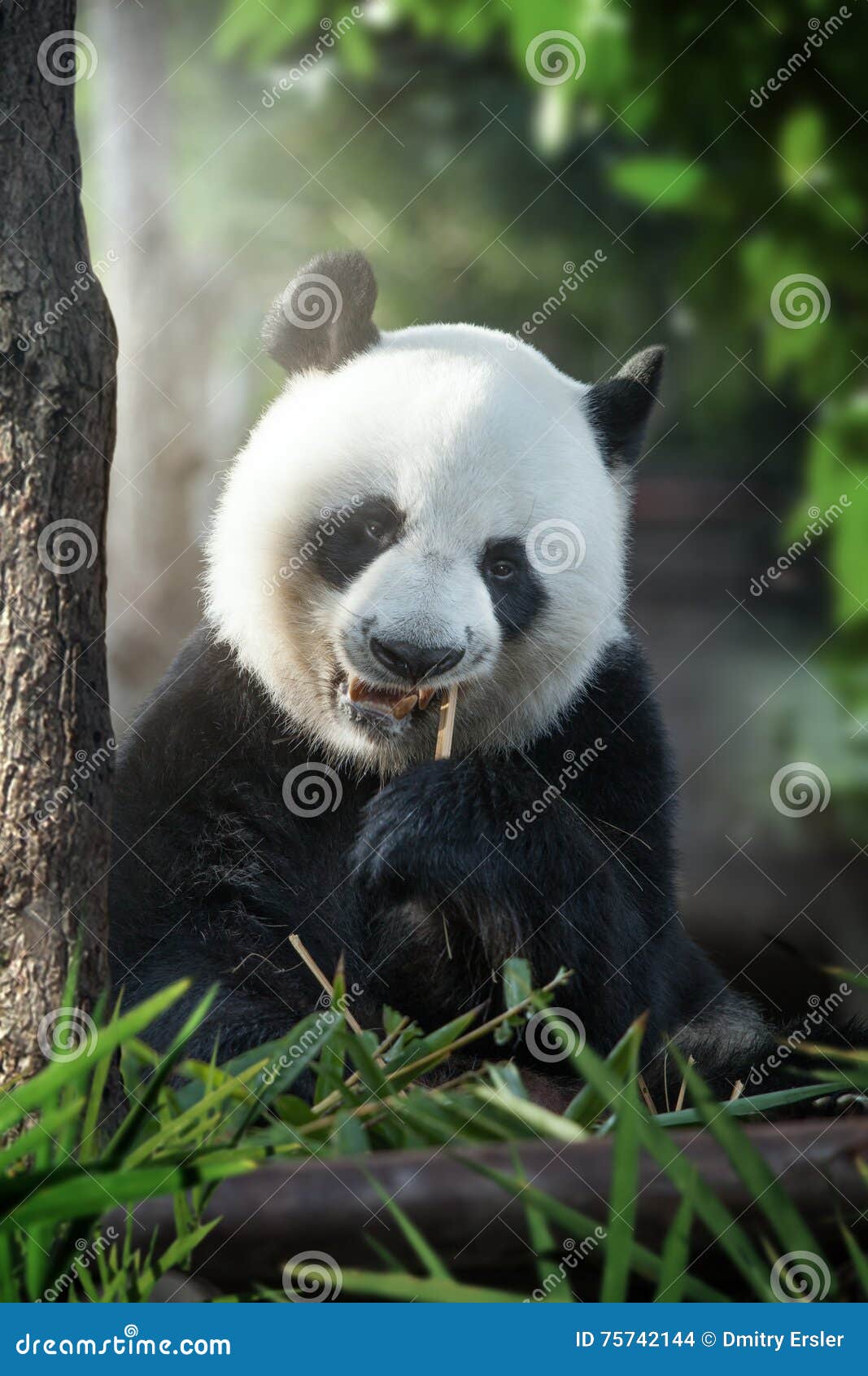 Panda stock photo. Image of asian, sichuan, unique, bamboo 75742144