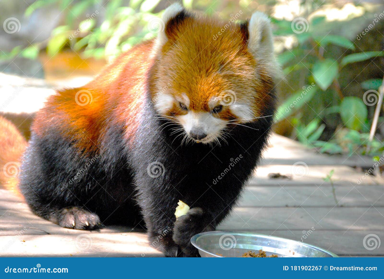 red little panda