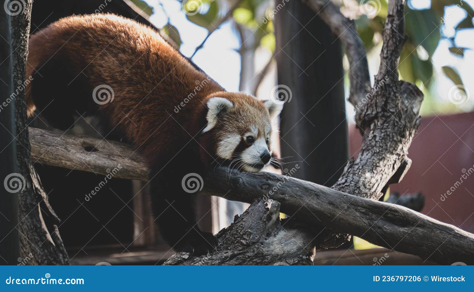 panda rojo jugando en las ramas. red panda playing