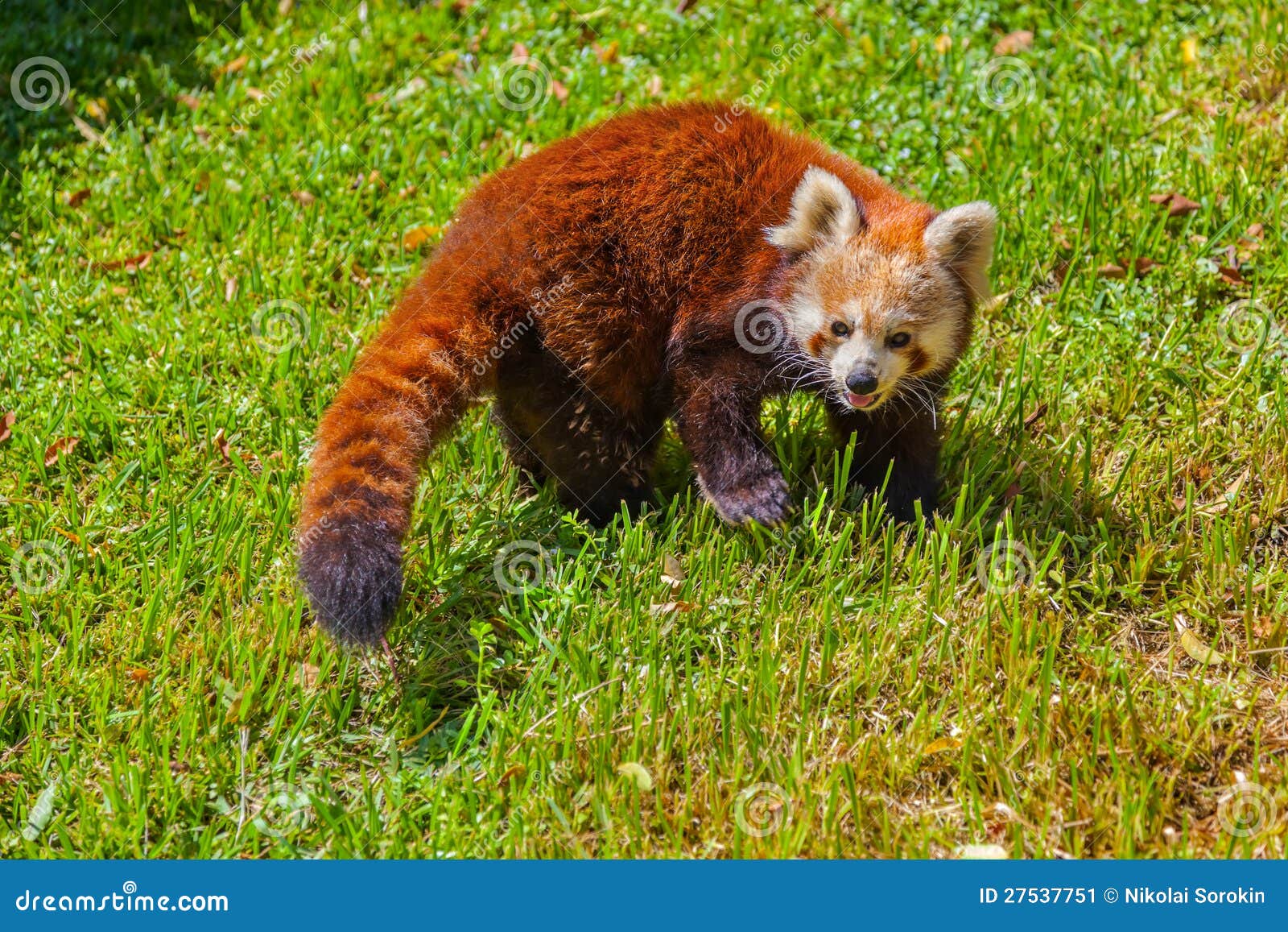 Orso di panda rosso - priorità bassa animale