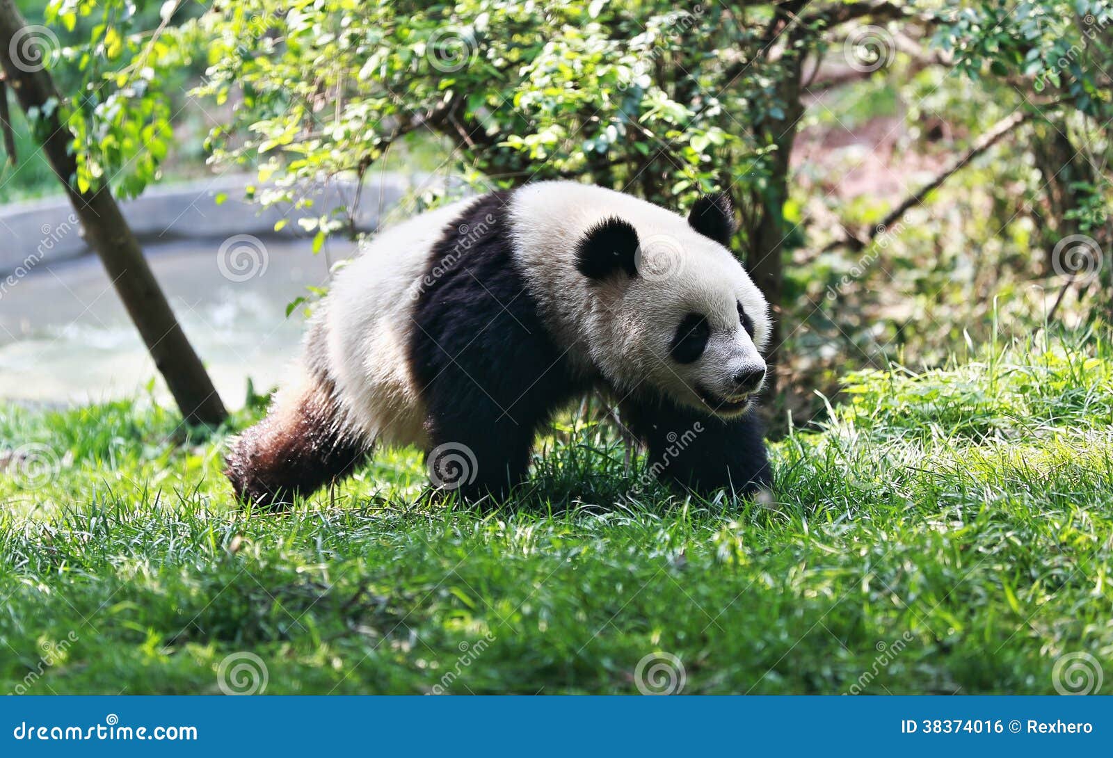 Panda running stock photo. Image of small, cute, bamboo - 383740161300 x 903
