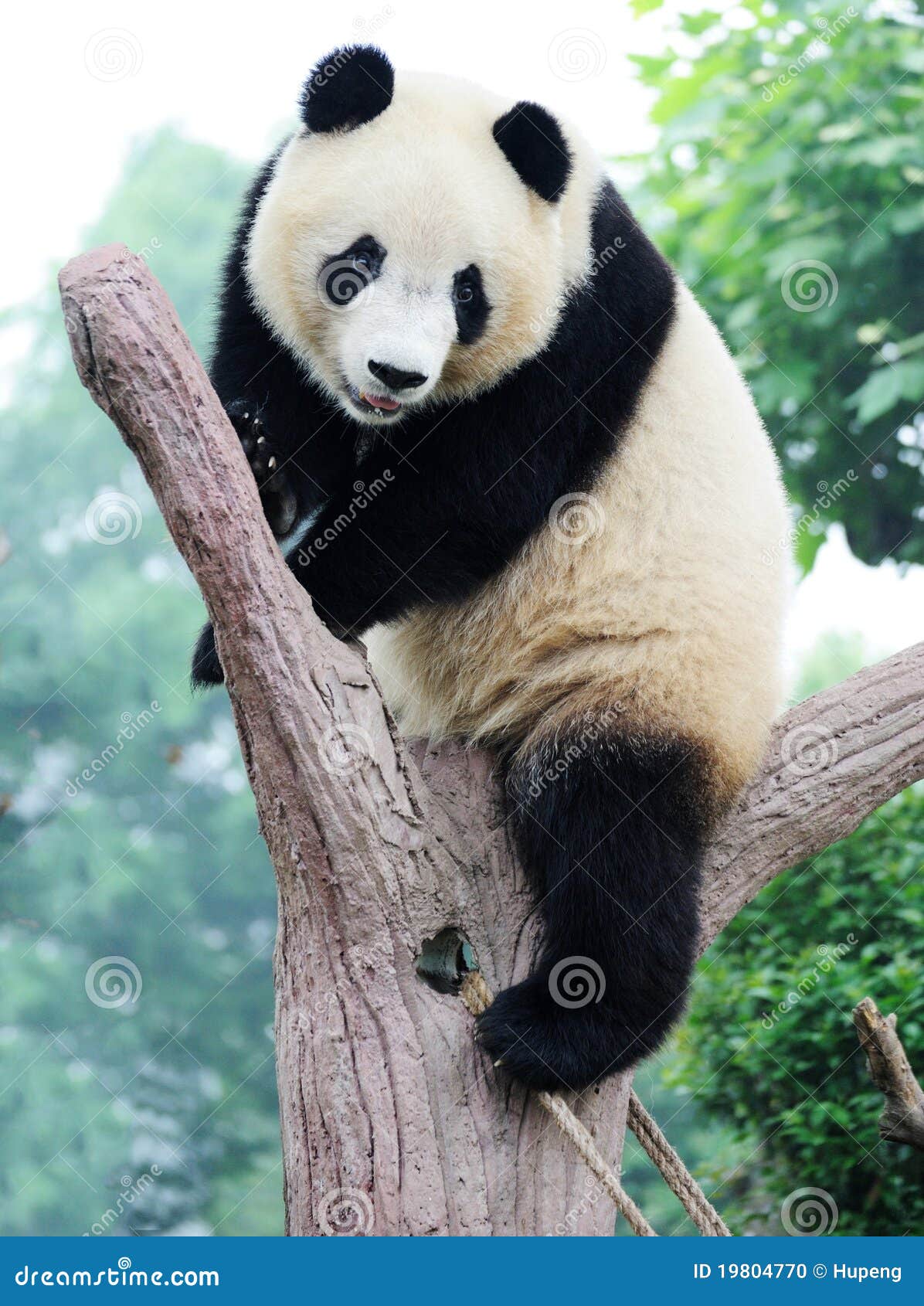 panda on the tree