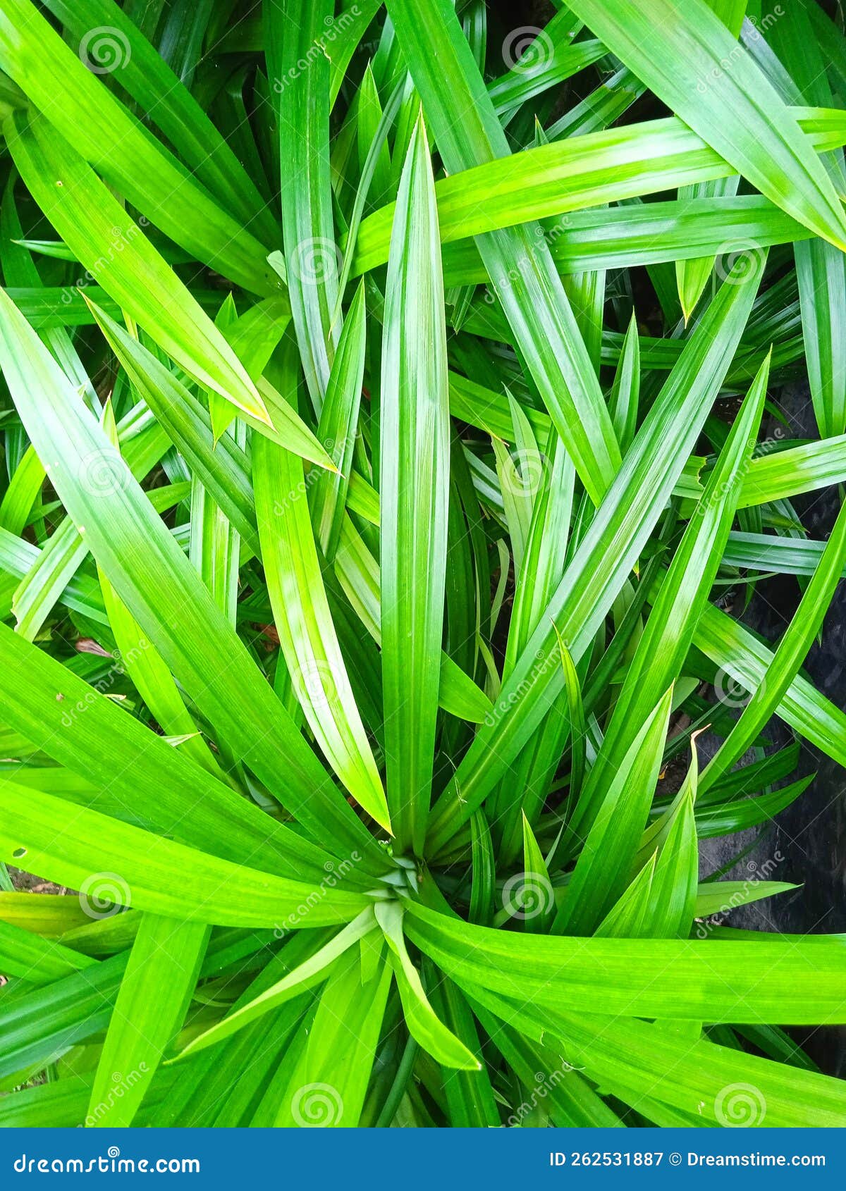 Pandan Leaf, Indonesian Grass with the Good Smell Stock Image Image