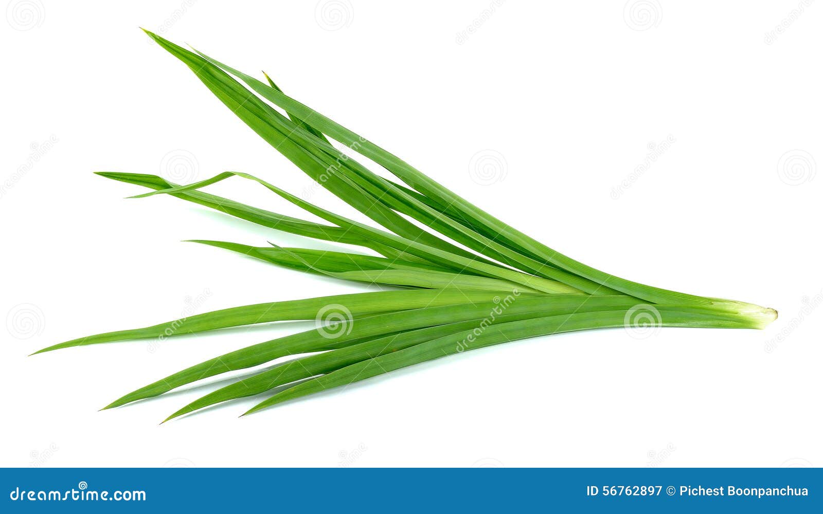 Pandan Leaf Pandanus Amaryllifolius Come And Glass Of Pandan Ice Tea