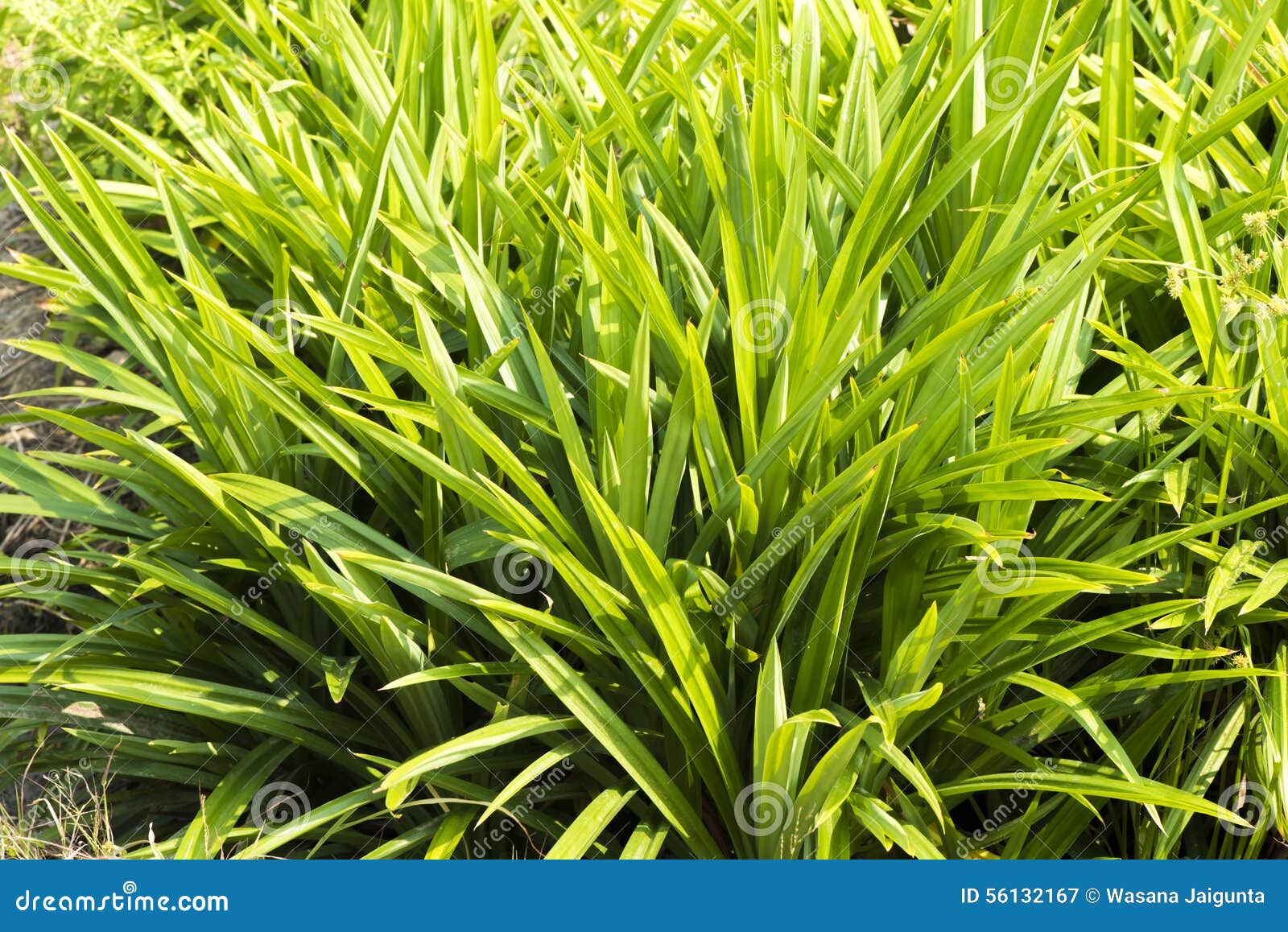 Pandan leaf trees. stock image. Image of medicinal, pandan 56132167