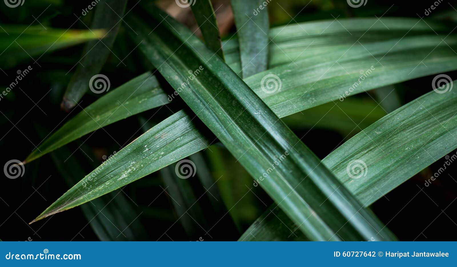 Pandan Leaves are Bright Green. Stock Photo Image of asian