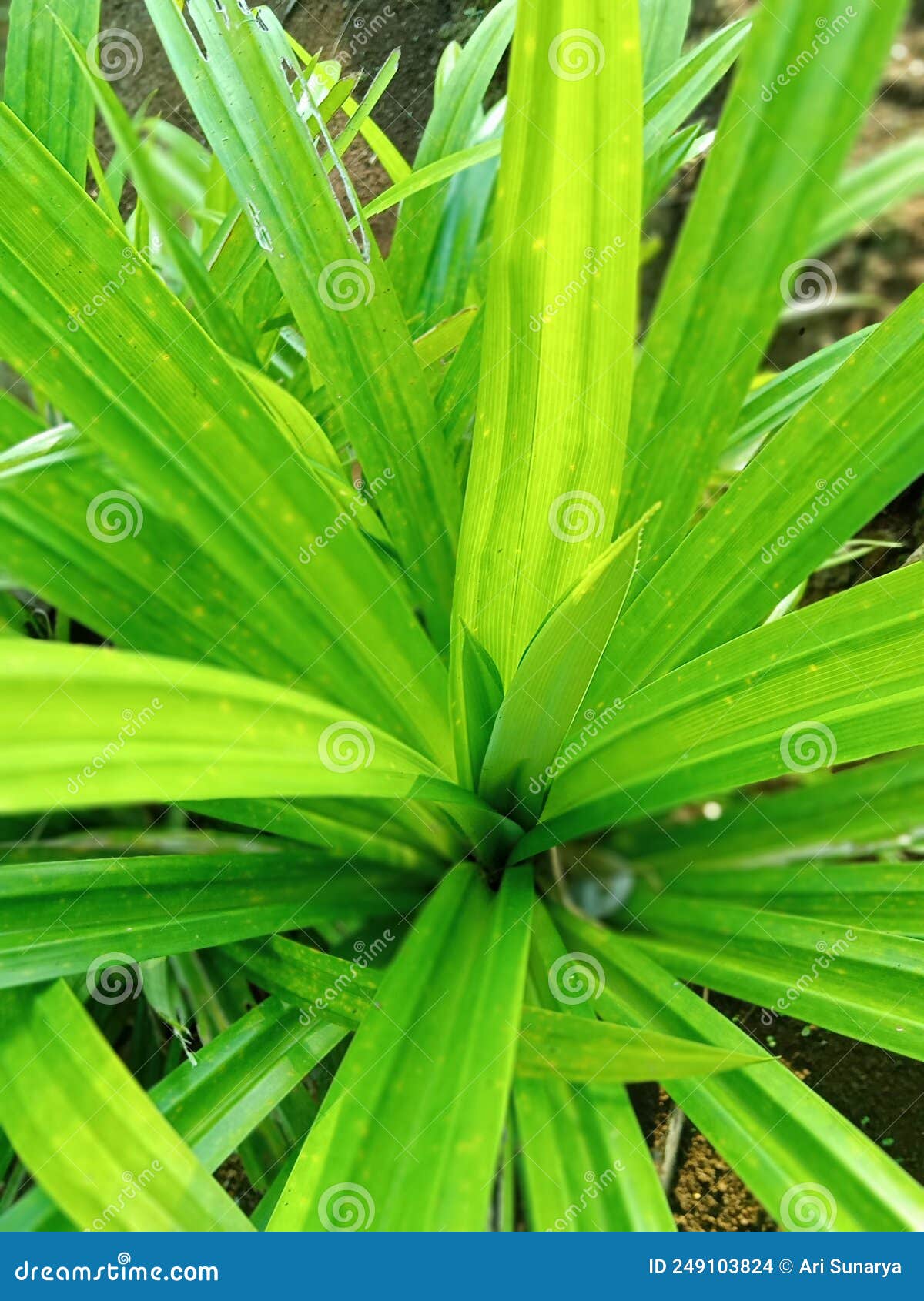 Pandan Leaves that Have a Green Color Stock Photo Image of nature