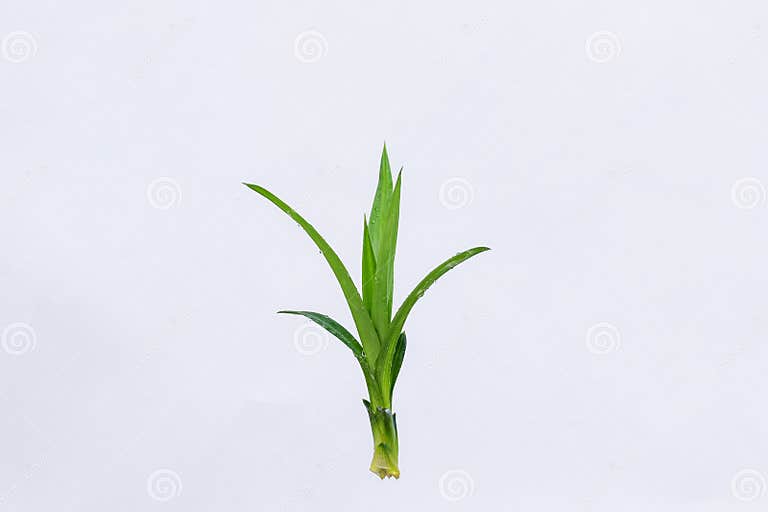 Pandan Leaves (Pandanus Amaryllifolius). Leaves are Natural Dyes and Alternative Ingredients for