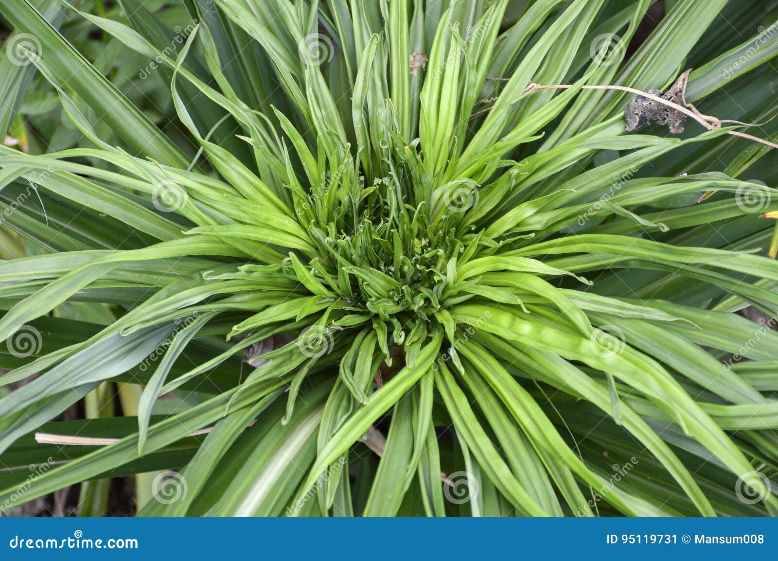 Pandanus Amaryllifolius Anlage Stockbild Bild von frech, blatt 95119731