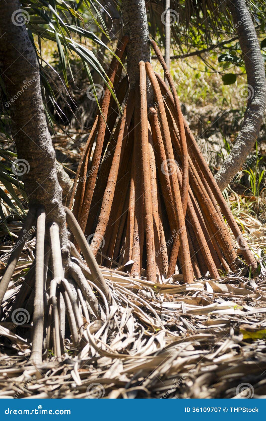 How deep are the roots of palm trees?