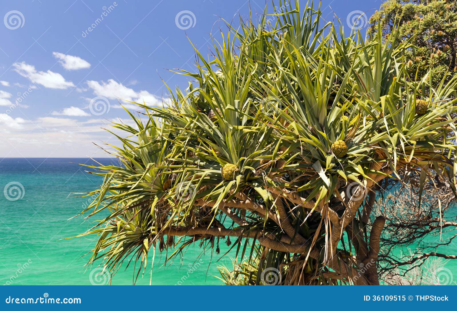 pandanus palm tree