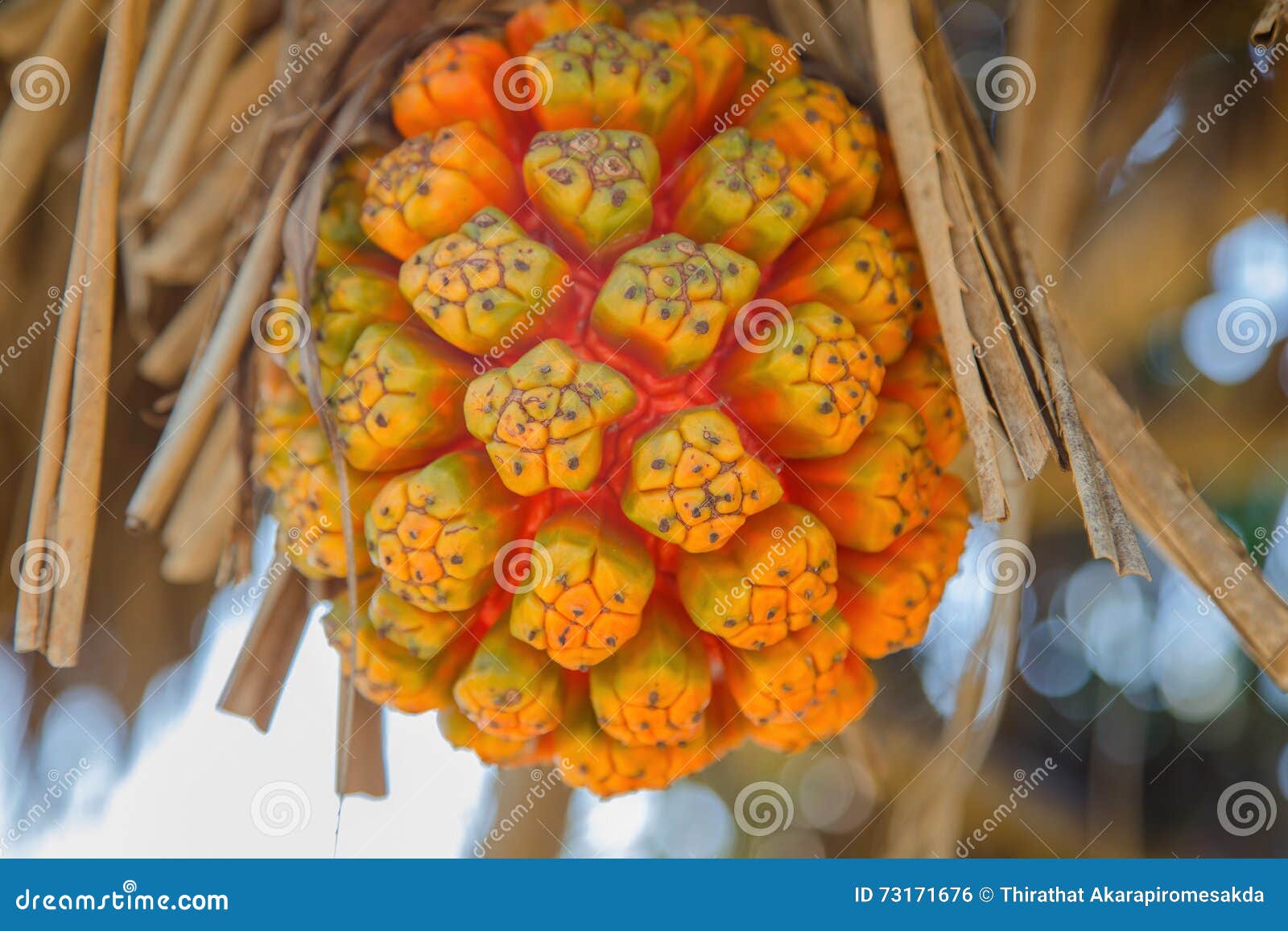Pandanus tectorius stock photo. Image of nature, pattern 73171676