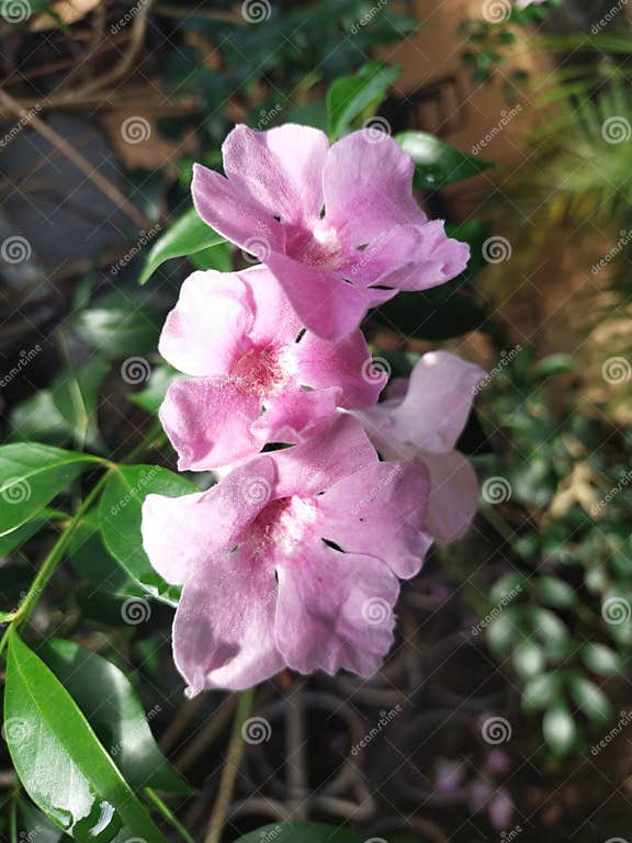 Pandorea Jasminoides, Also Known by the Common Names Bower of Beauty