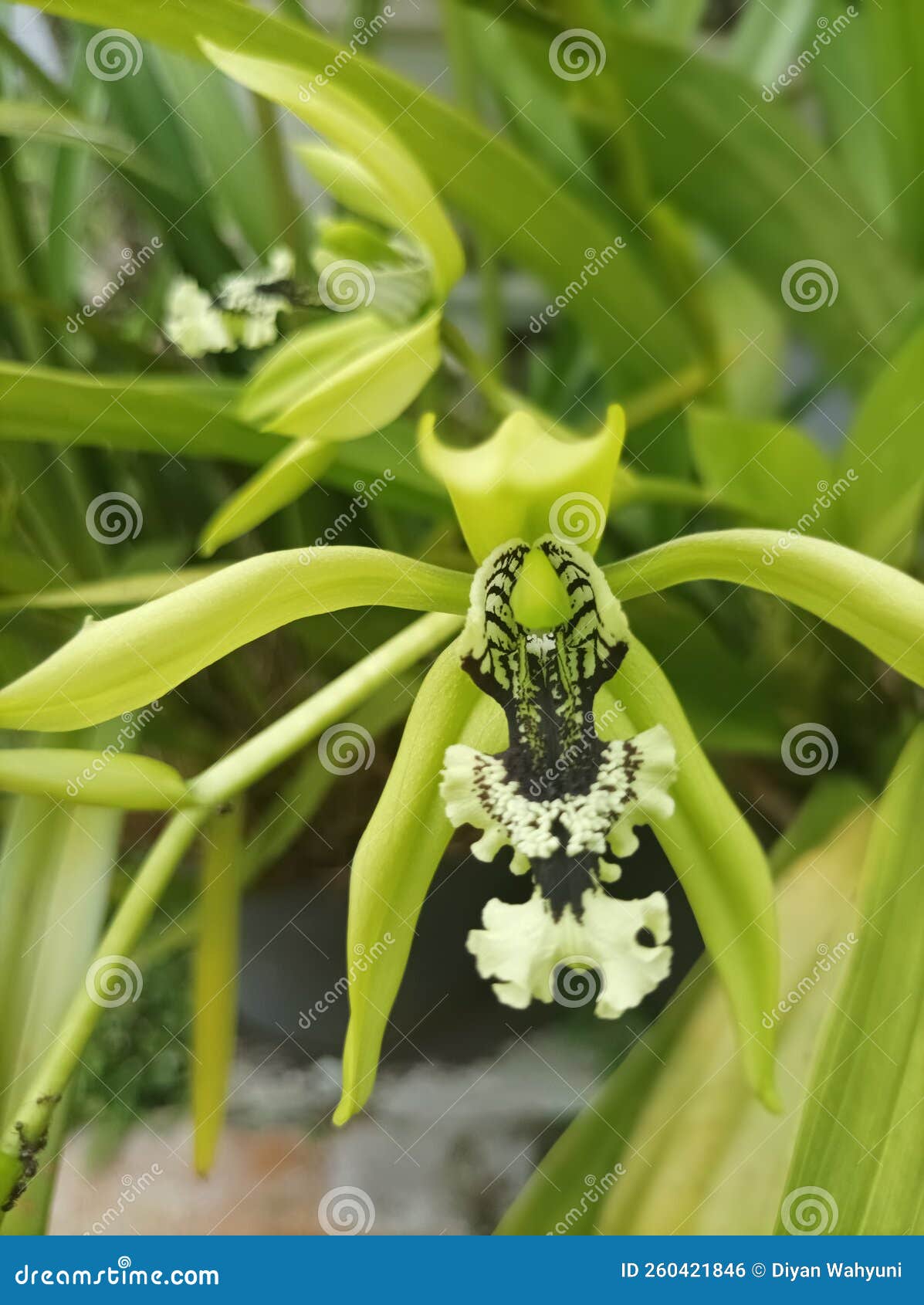 pandurata orchid borneo
