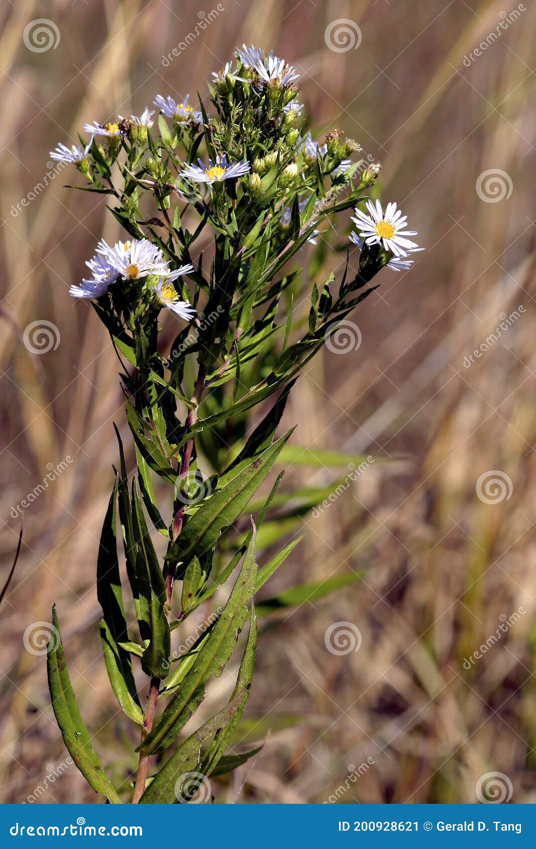 panicled aster  602707