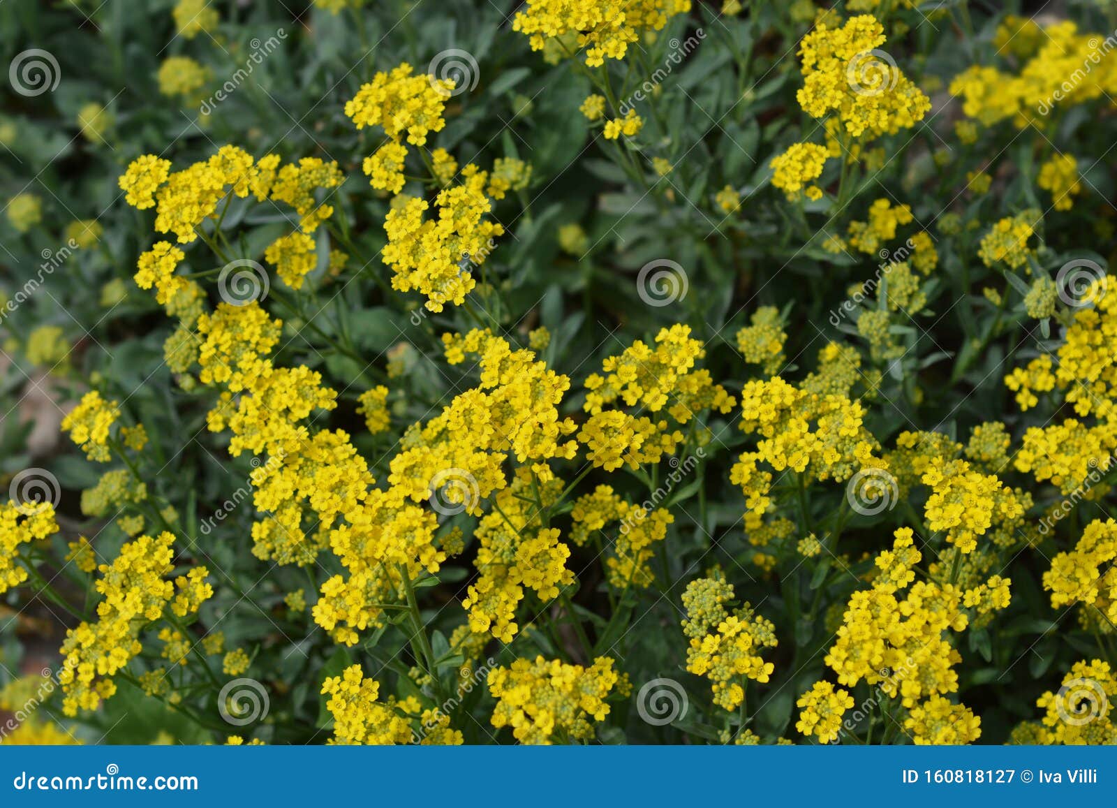 Panier de Compacta d'or. Panier de fleurs Gold Compacta - Nom latin - Aurinia saxatilis Compacta Alyssum saxatilis Compacta