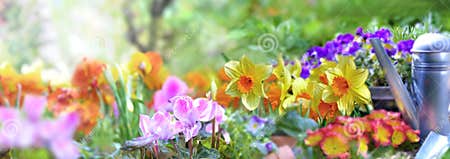 Beautiful Spring Colorful Flowers Blooming in a Garden Stock Image ...