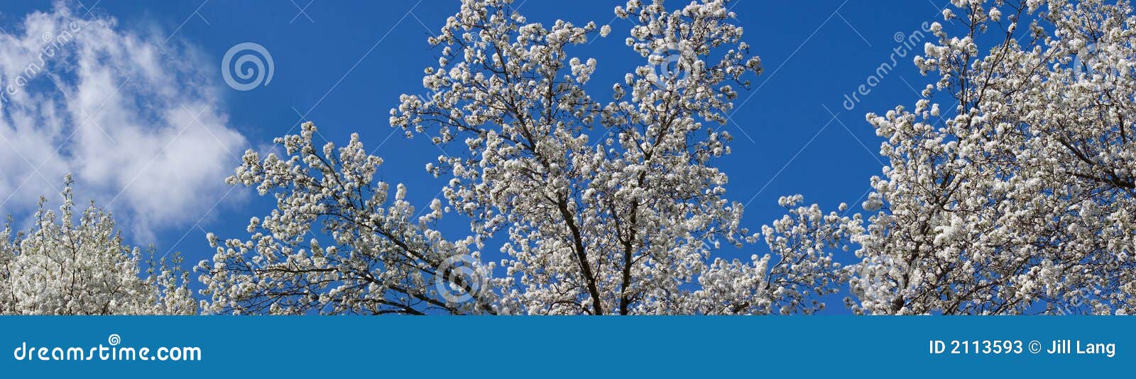 panorama of bradford pear tree blooms