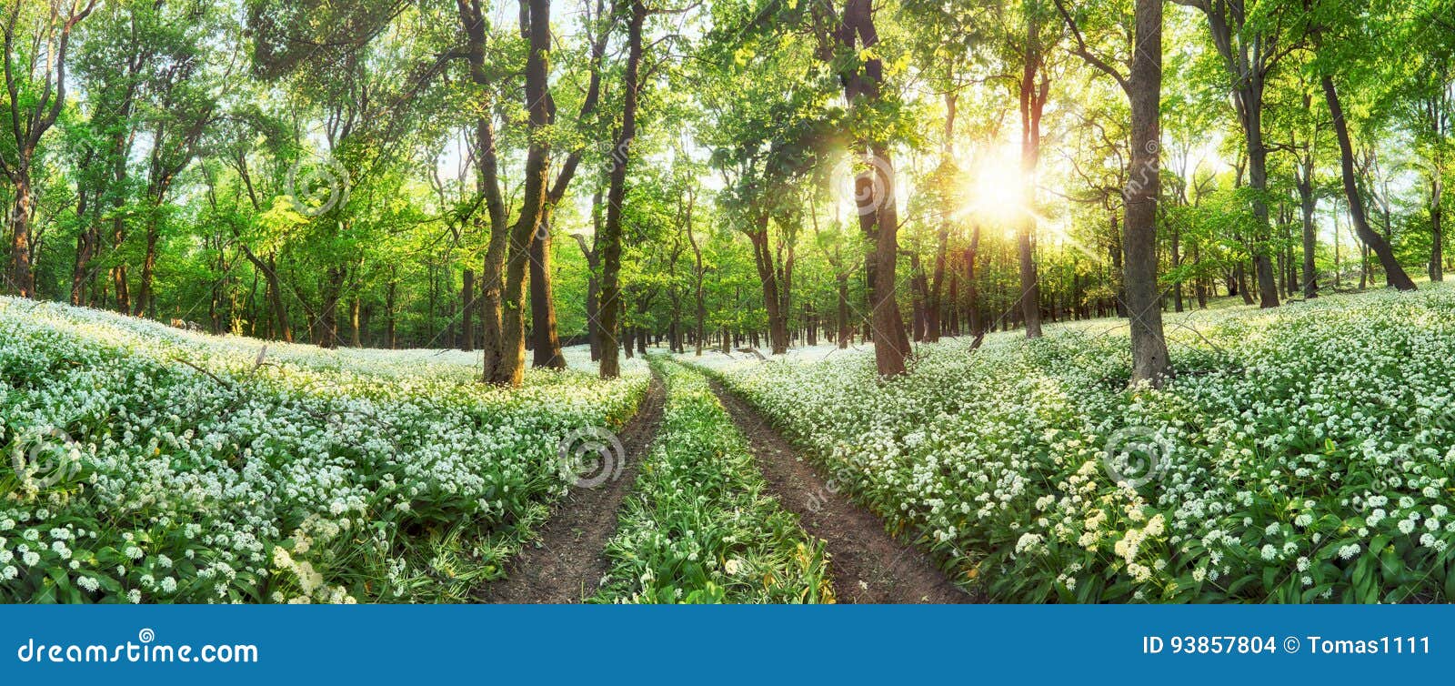 Featured image of post Paisagem De Floresta Com Flores : Compre flores, cestas especiais e presentes online com entrega rápida, parcelamento em até 3x, entrega agendada e frete grátis*.