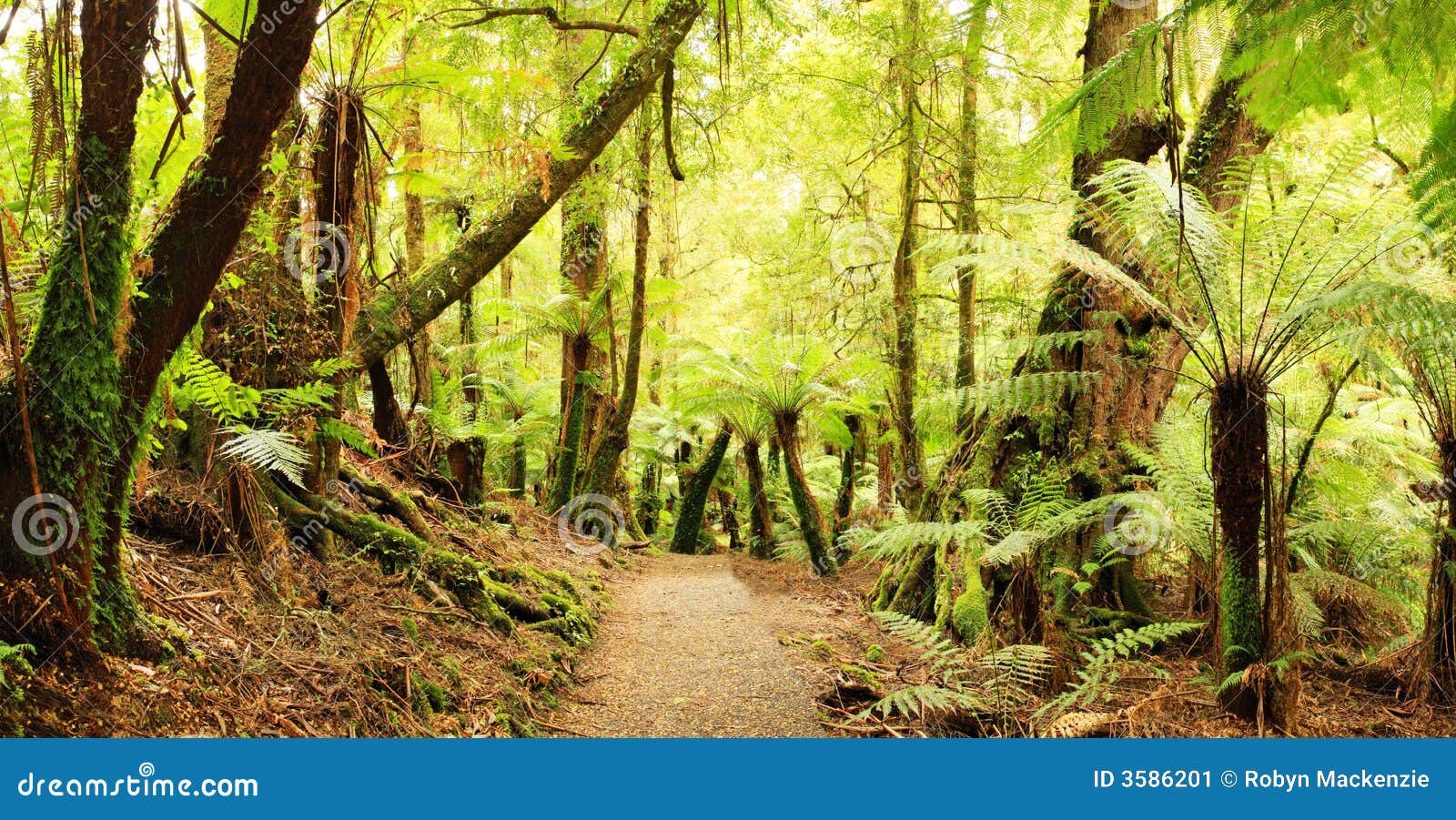 Panorama della foresta pluviale. Panorama del percorso attraverso una foresta pluviale temperata fredda, con i treeferns e gli alberi di faggio antichi del mirto. Victoria, Australia. Archivio di XXL.