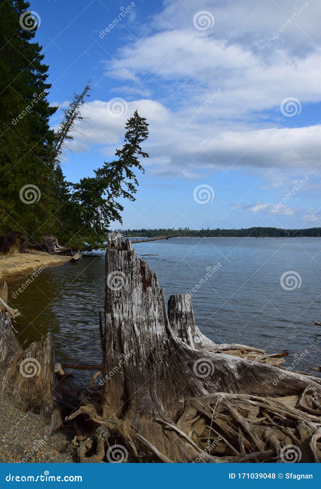 Panorama di spiaggia a Comox Lake, a.C. Vecchie piante inciampano e radici nel paesaggio balneare del lago Comox, isola della Comox Valley Vancouver, a.C. Canada