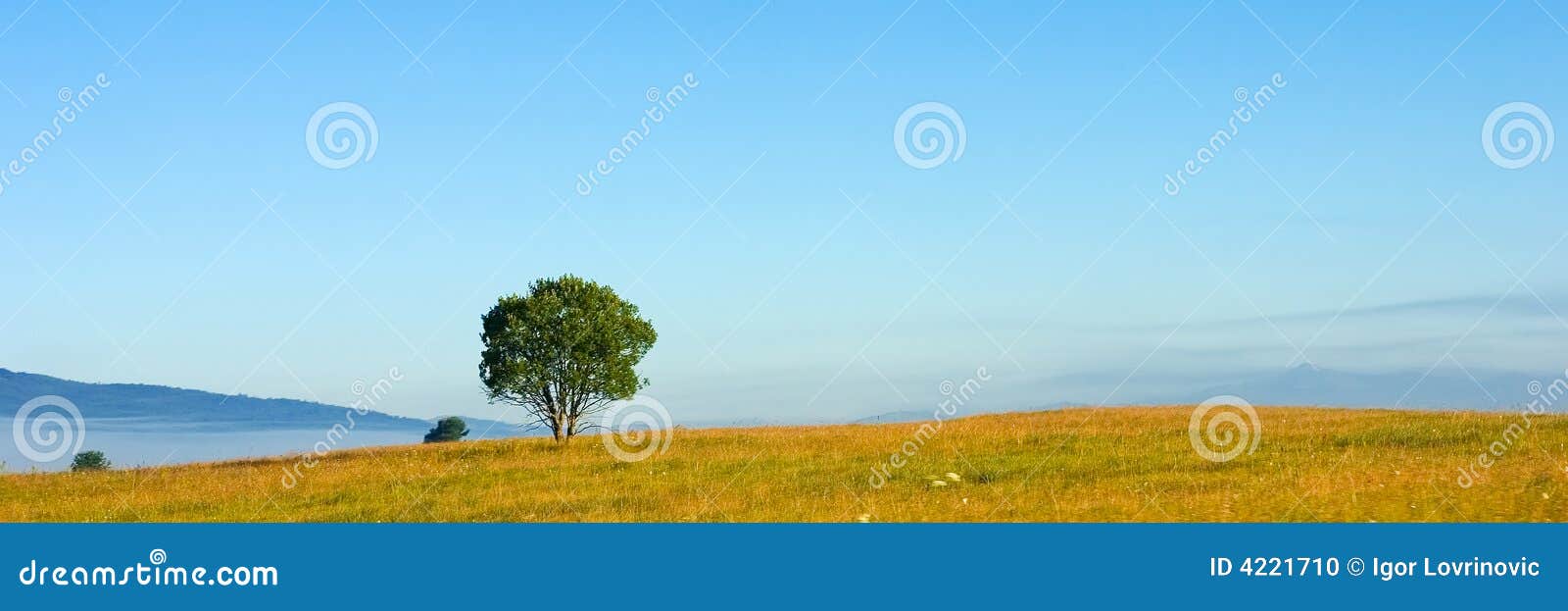 Panorama drzewo. Panorama niebios drzewo niebieski