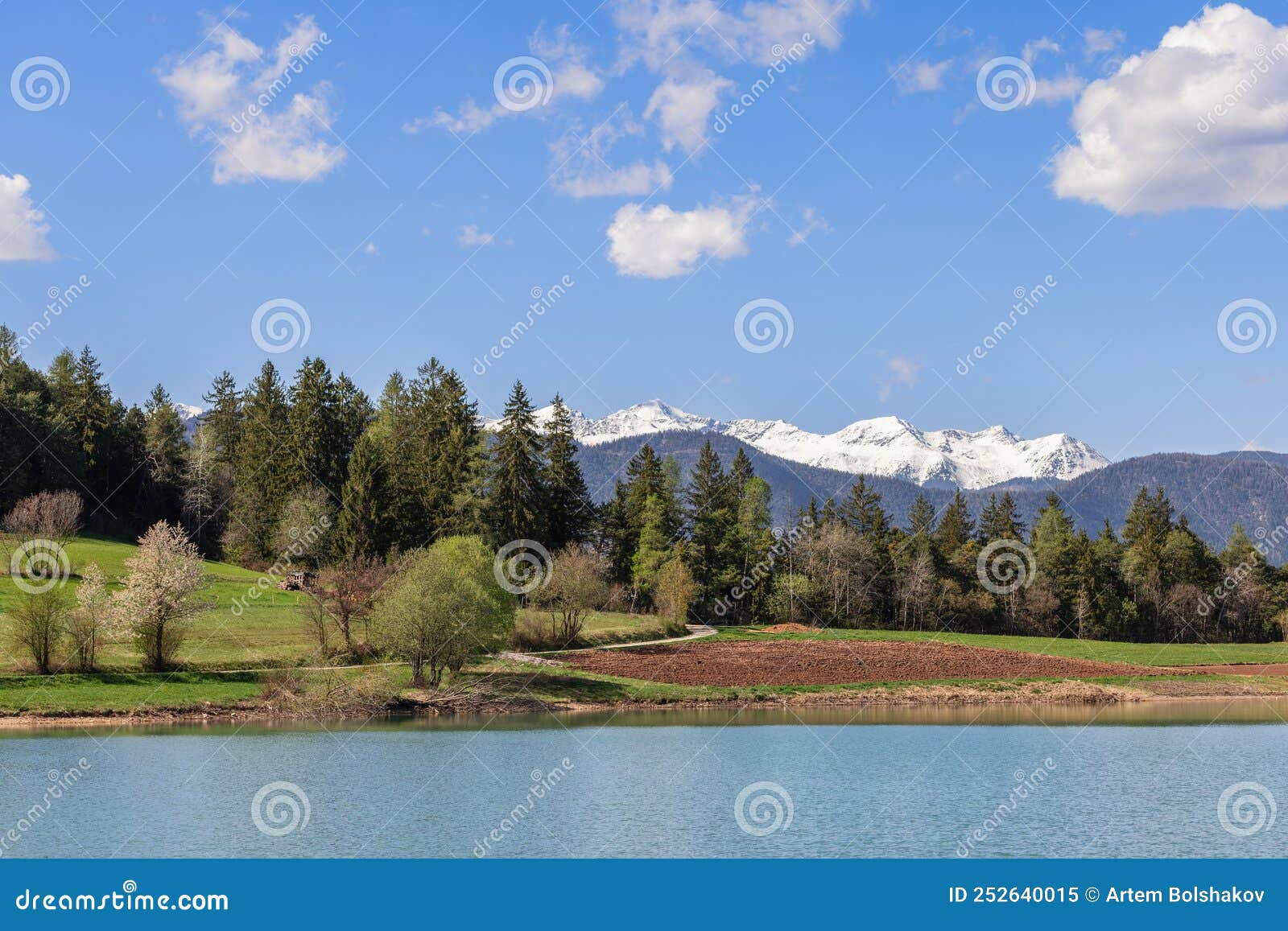 panorama of lake coredo lago di coredo, nearby mountains with snowy peaks, coniferous forest, flowering apple trees