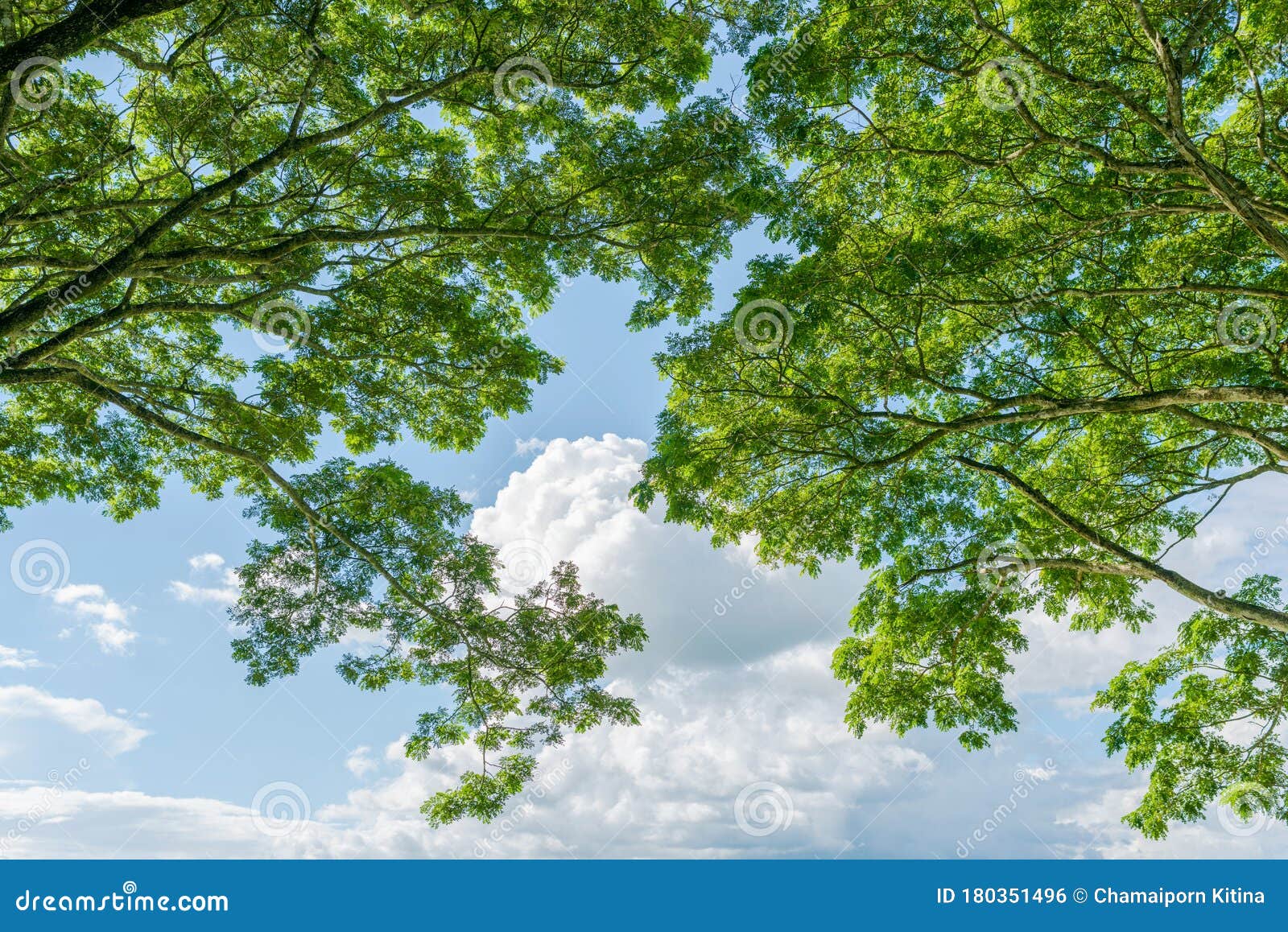 222,943 Big Green Tree Stock Photos - Free & Royalty-Free Stock Photos from Dreamstime 222,943 Big Green Tree Stock Photos - Free & Royalty-Free Stock Photos from Dreamstime