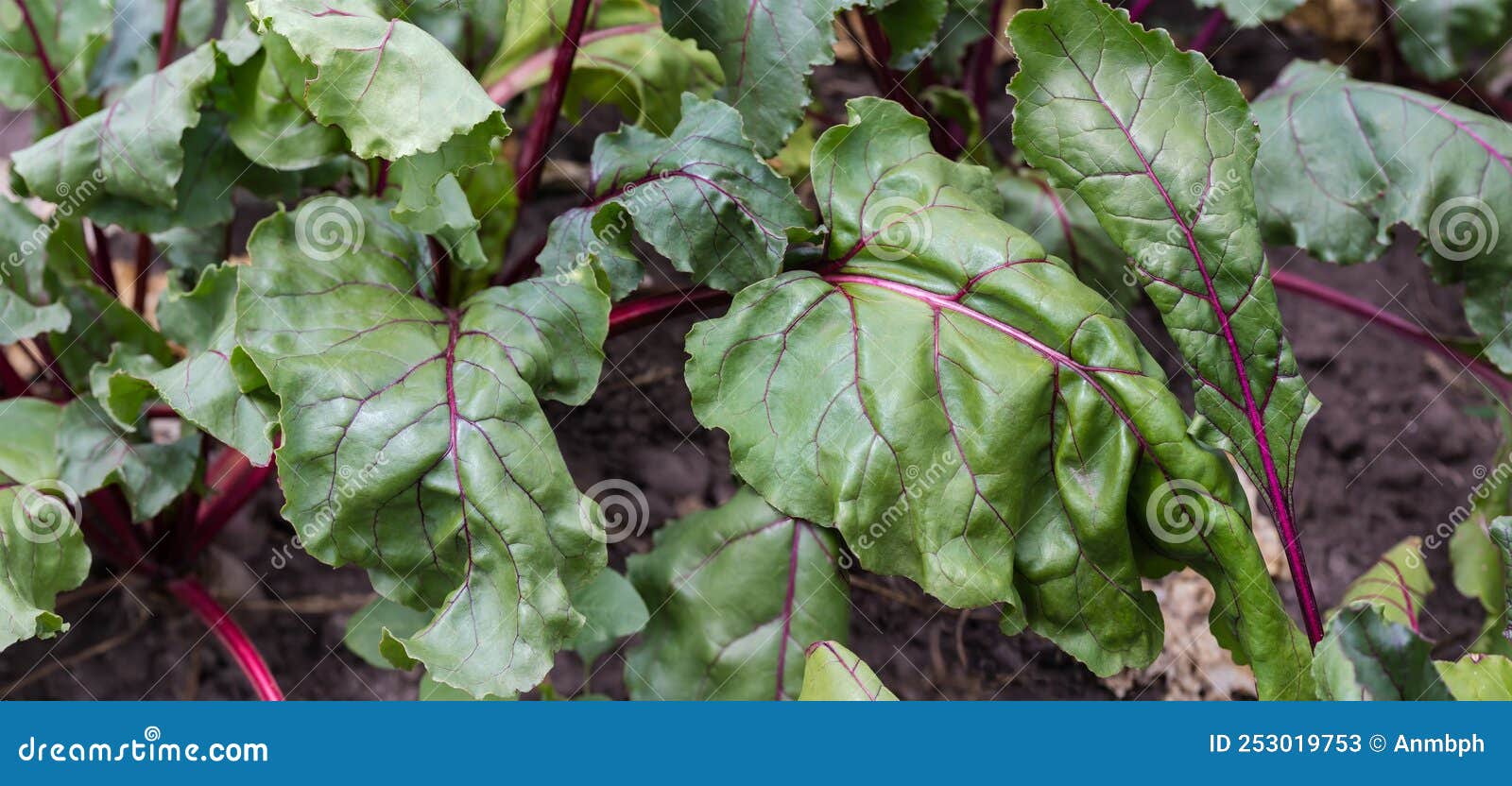 Panorama of Leaves of the Beetroots Growing on a Field Stock Image