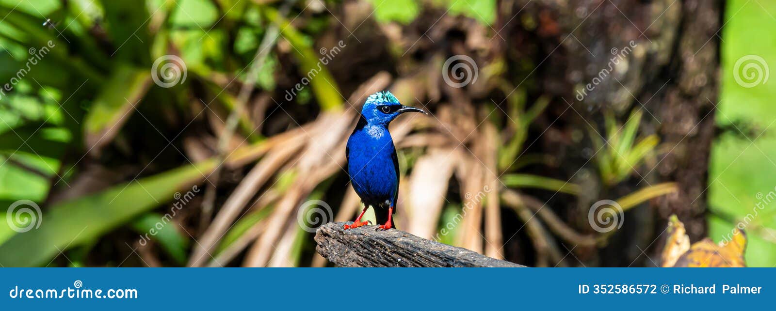 panorama male red-legged honeycreeper in costa rican rainforest