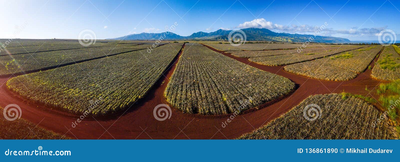 panorama of the pinapple plantation