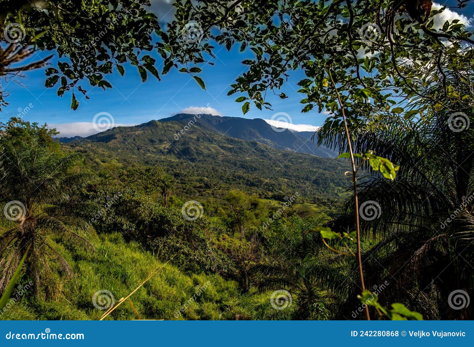 panama mountainous region reserva forestal de fortuna near the town of punta pena