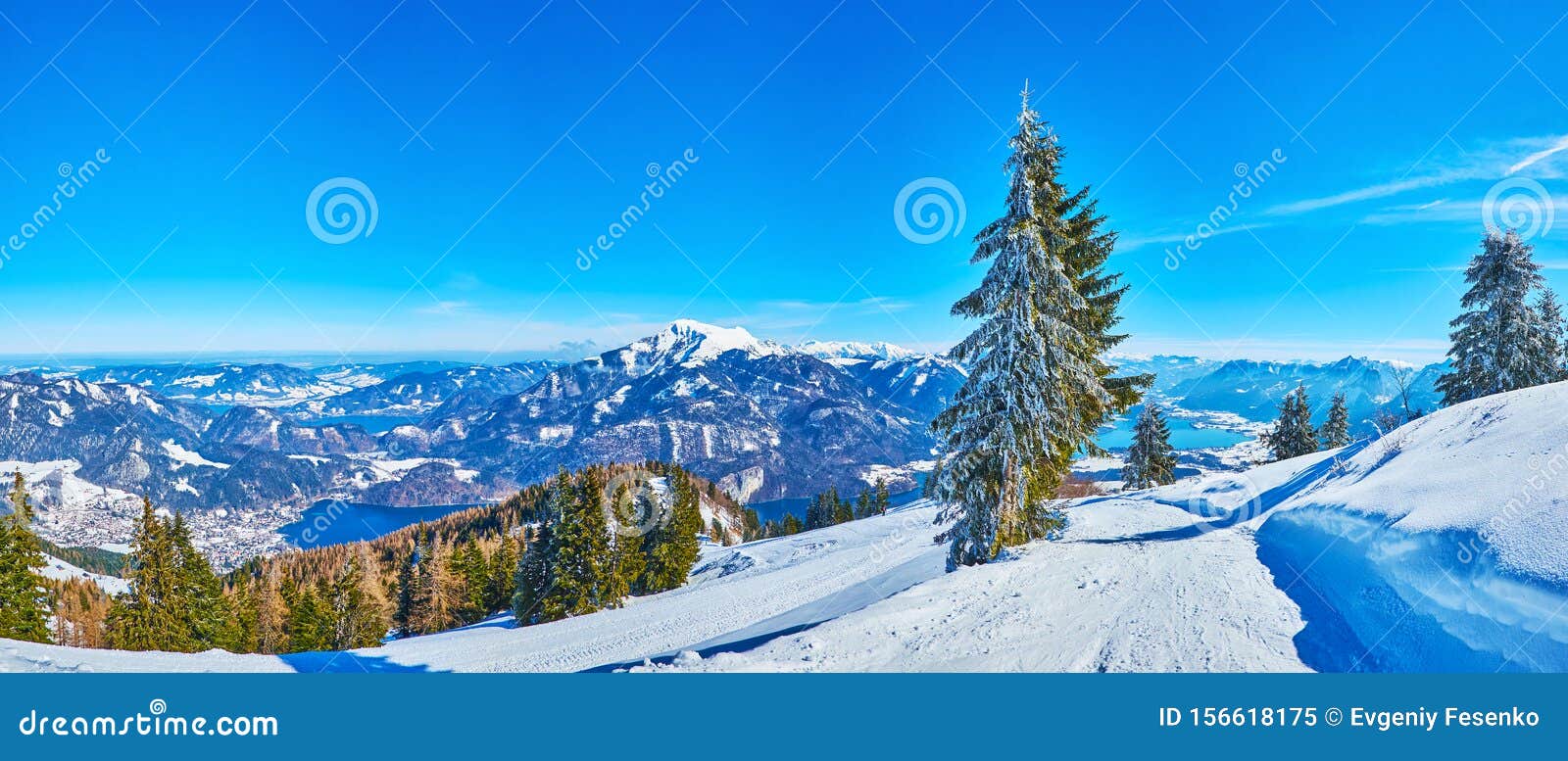 panorama with spruce trees and alps, zwolferhorn, st gilgen, salzkammergut, austria