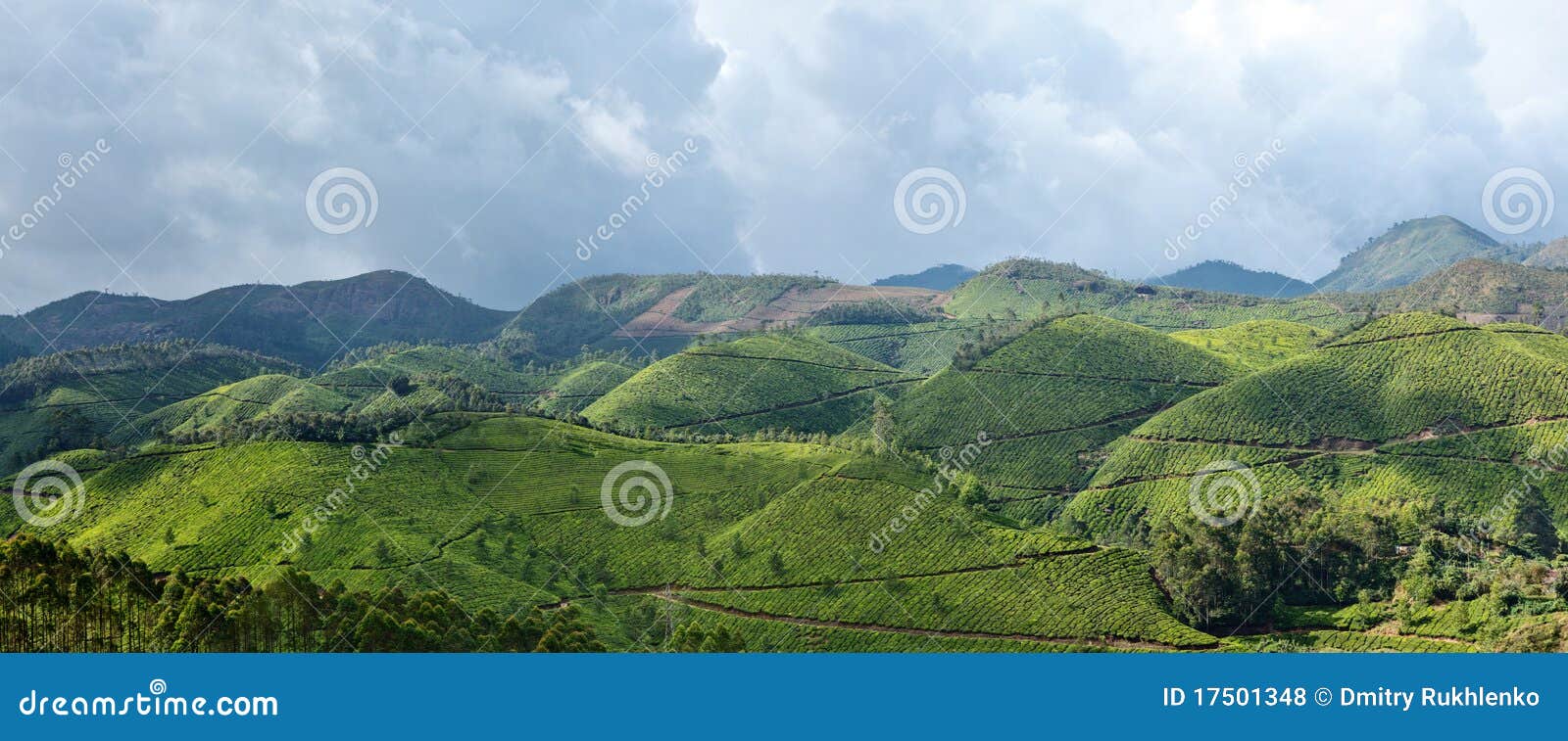 panorama of tea plantations