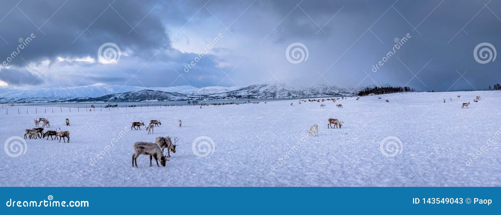 Panorama van rendieren in een de winterlandschap. Panorama van het landschap van de bergwinter met Rendieren die in sneeuw, Tromso-gebied, Noordelijk Noorwegen wandelen