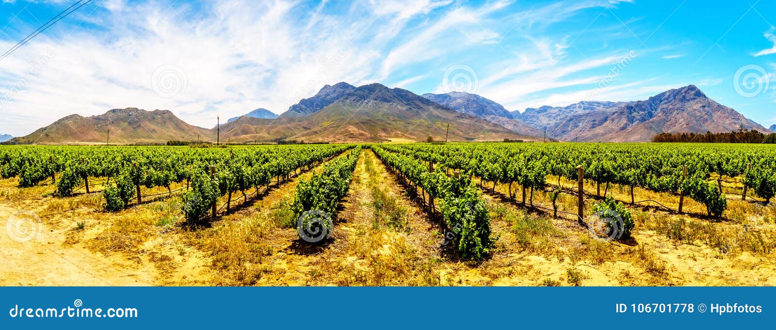 panorama of vineyards and surrounding mountains in spring in the boland wine region of the western cape