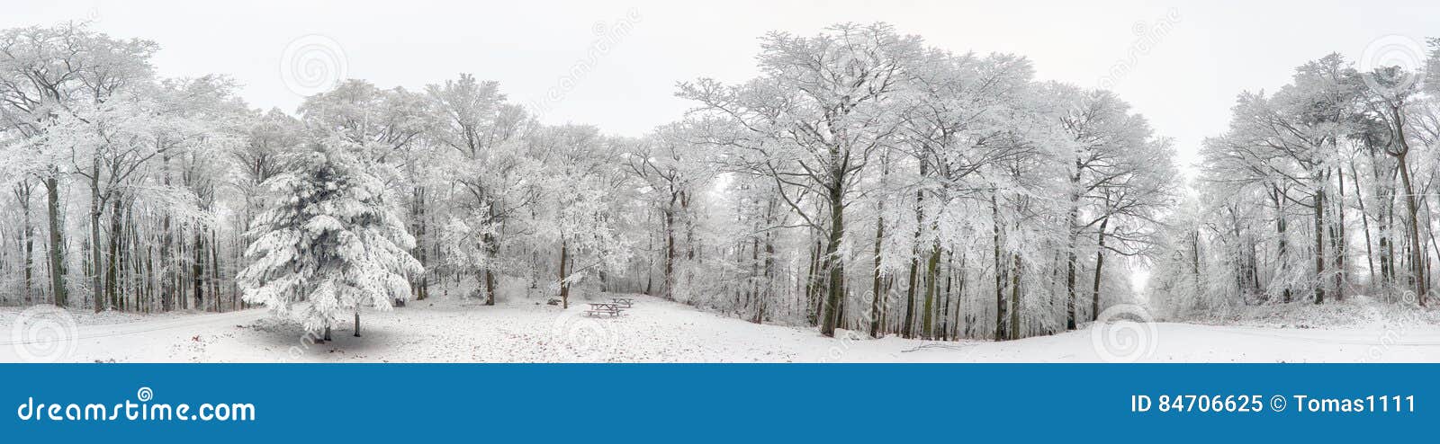 panorama of winter forest with snow and tree