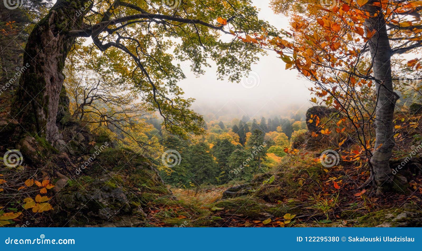 panoramic autumn forest landscape with view of mountain misty valley and colorful autumn forest. enchanted autumn foggy forest wi